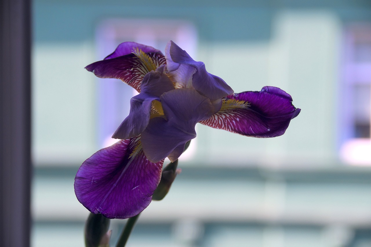 flower iris violet free photo