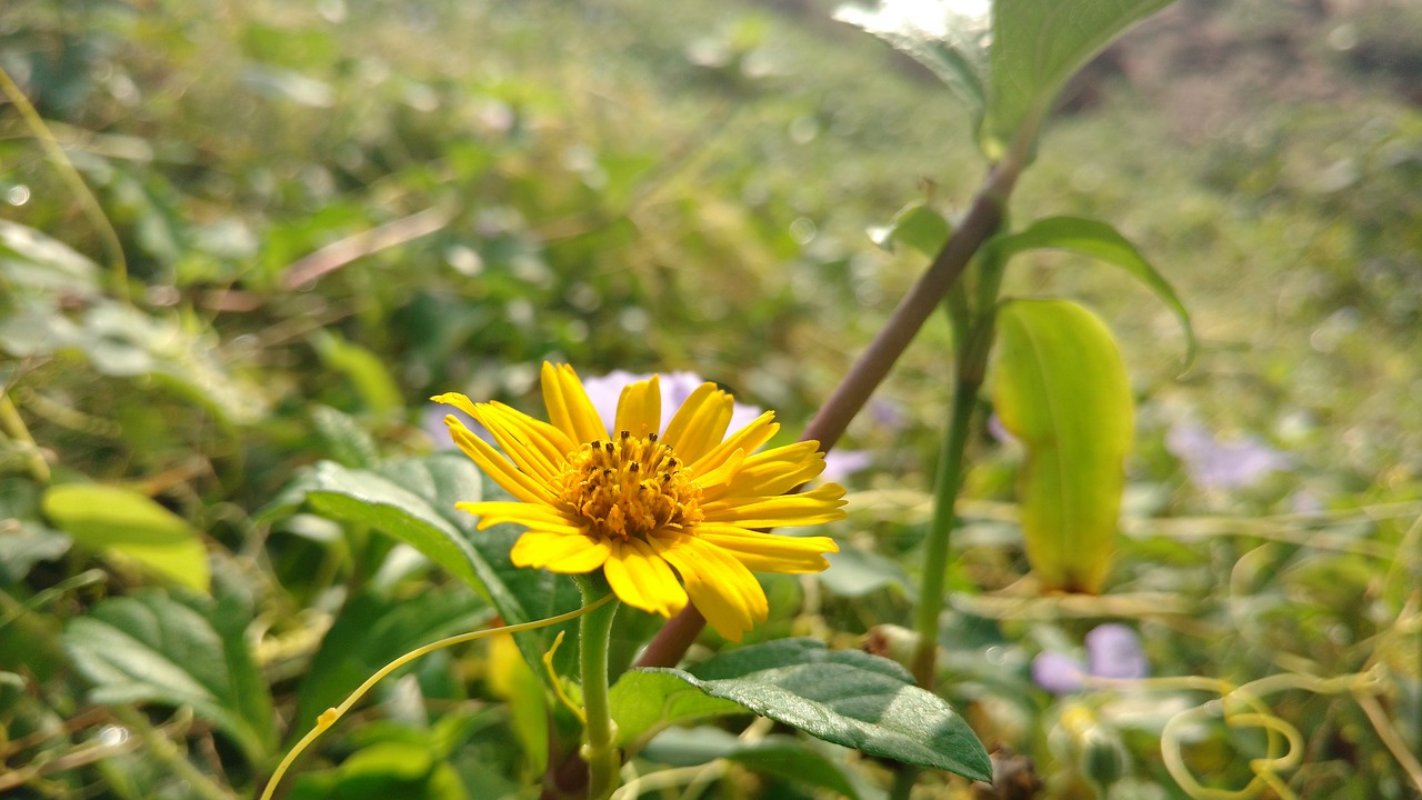 flower leafs yellow free photo