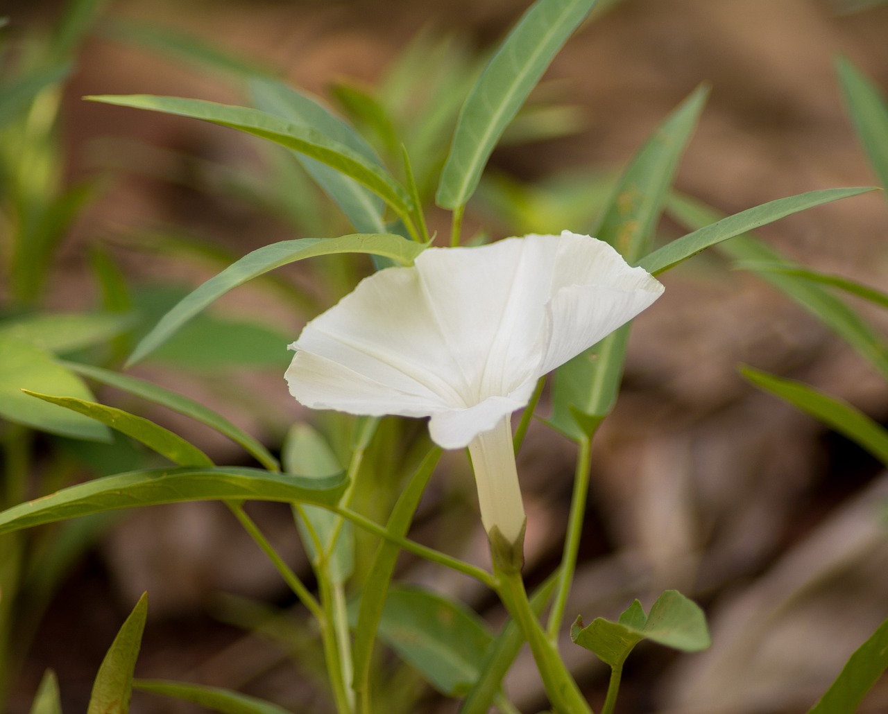 flower white plant free photo