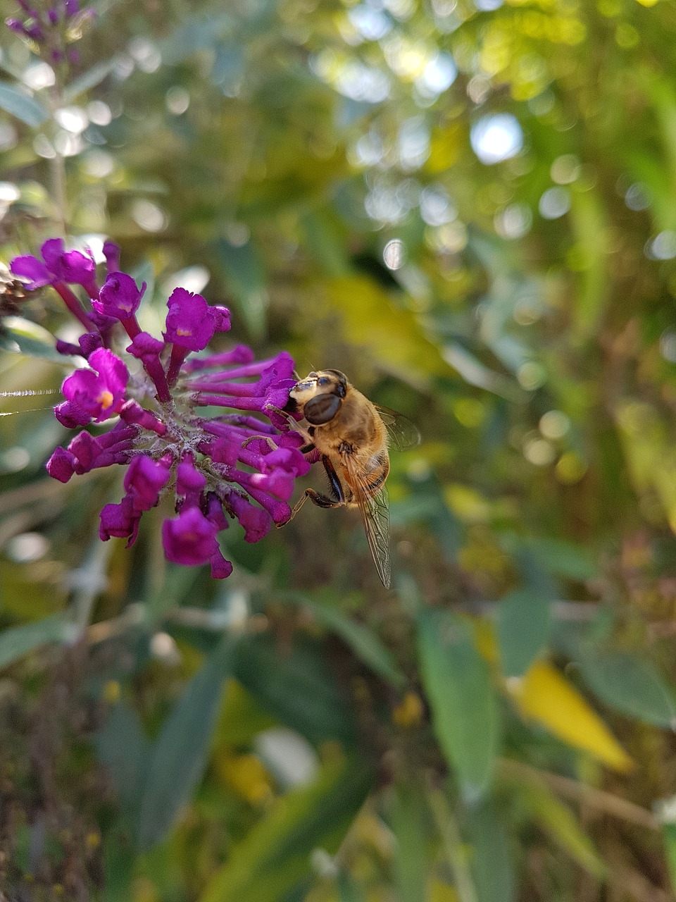 flower bee purple free photo