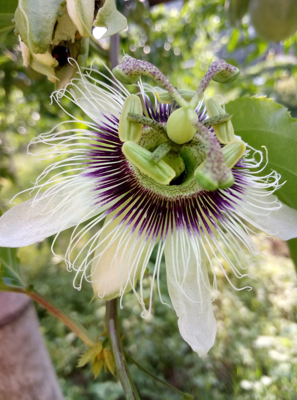 flower passion fruit flower plant free photo