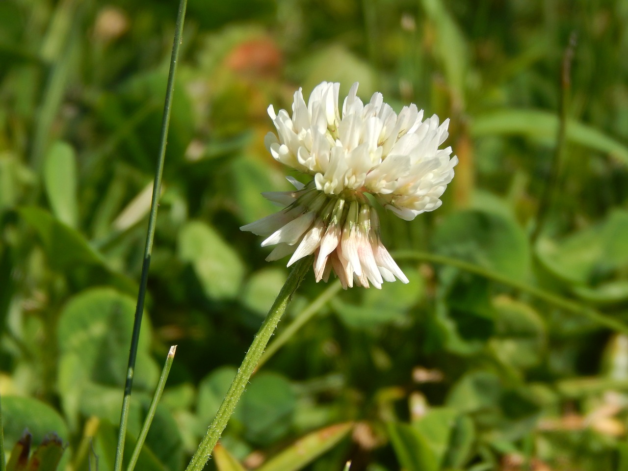 flower clover white free photo