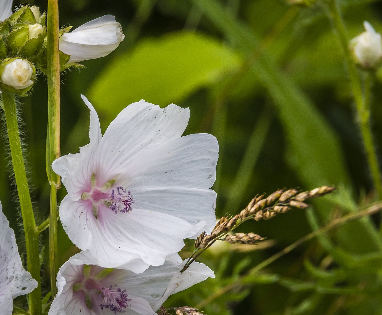 flower delicate blossom free photo