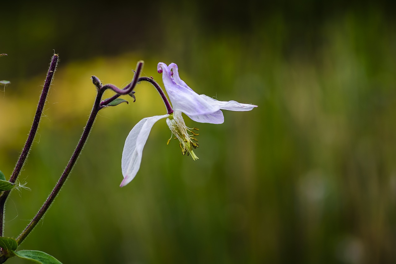 flower floral bloom free photo