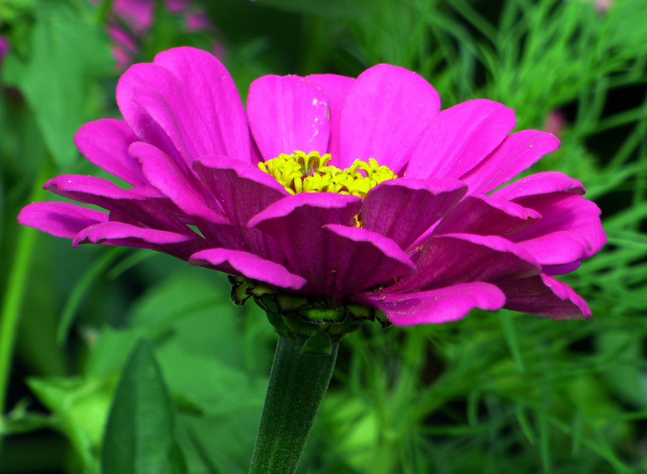 flower garden pink free photo