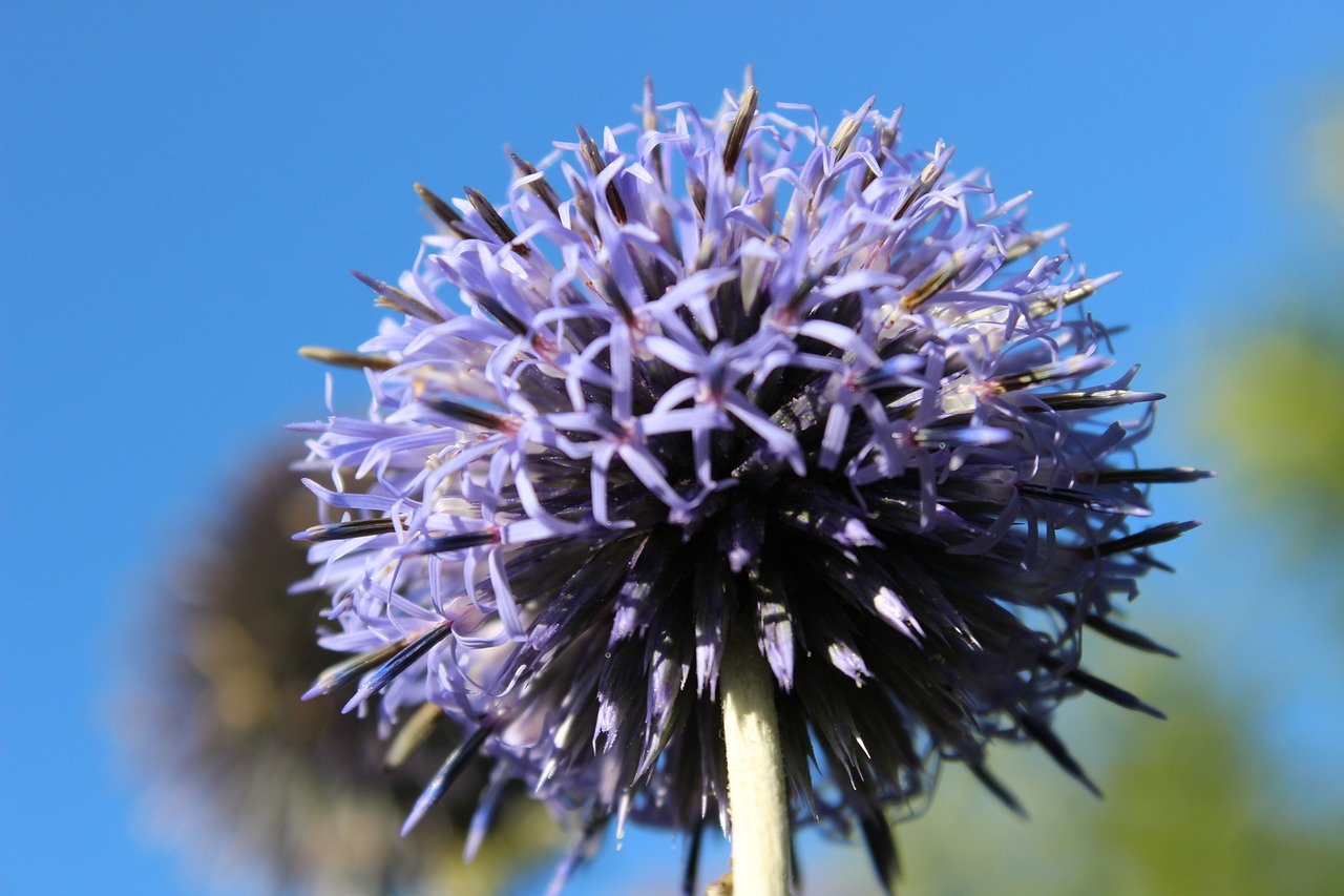 flower star garden free photo