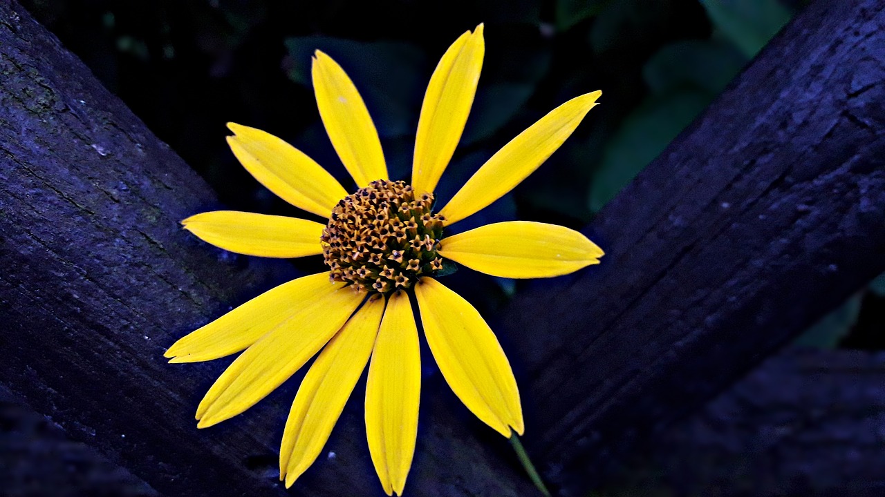 flower yellow nature free photo