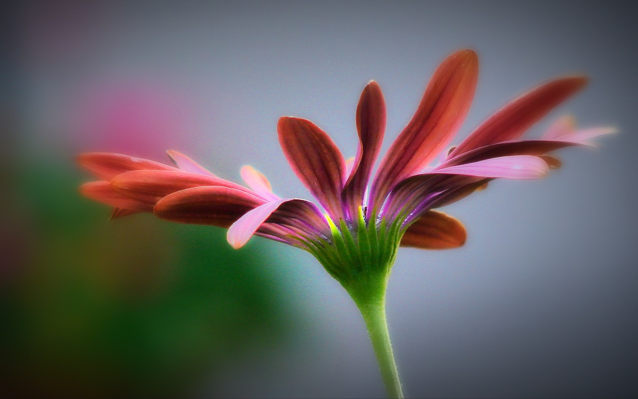 flower pink artistic free photo