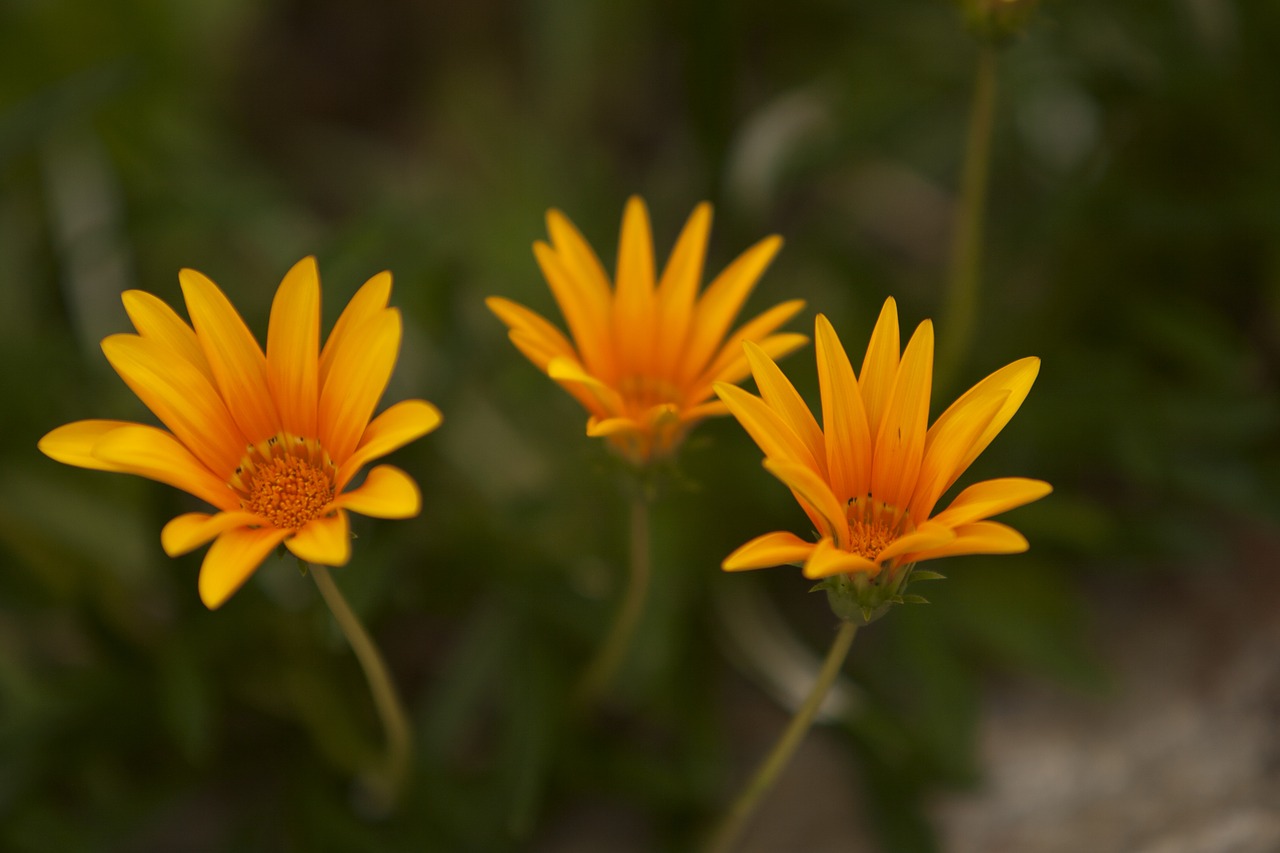 flower nature spring free photo