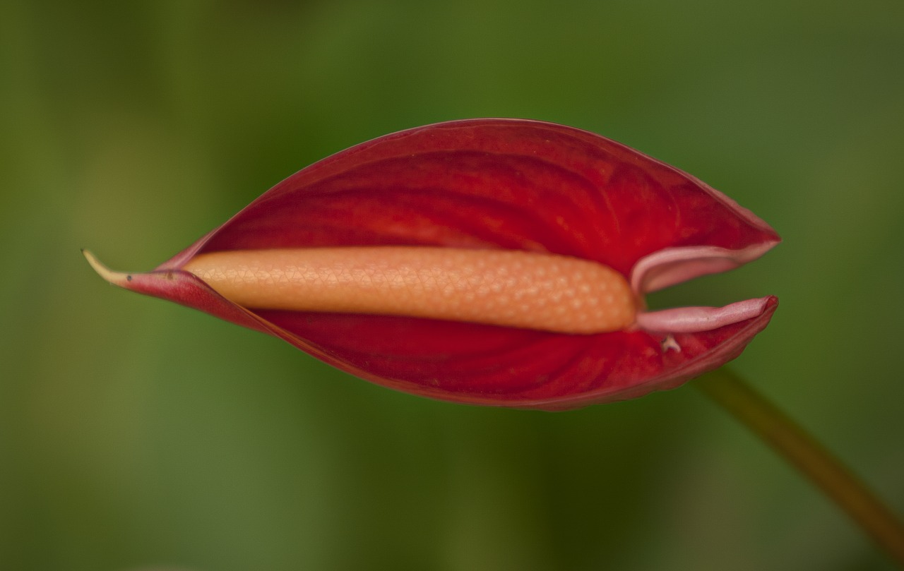 flower nature spring free photo