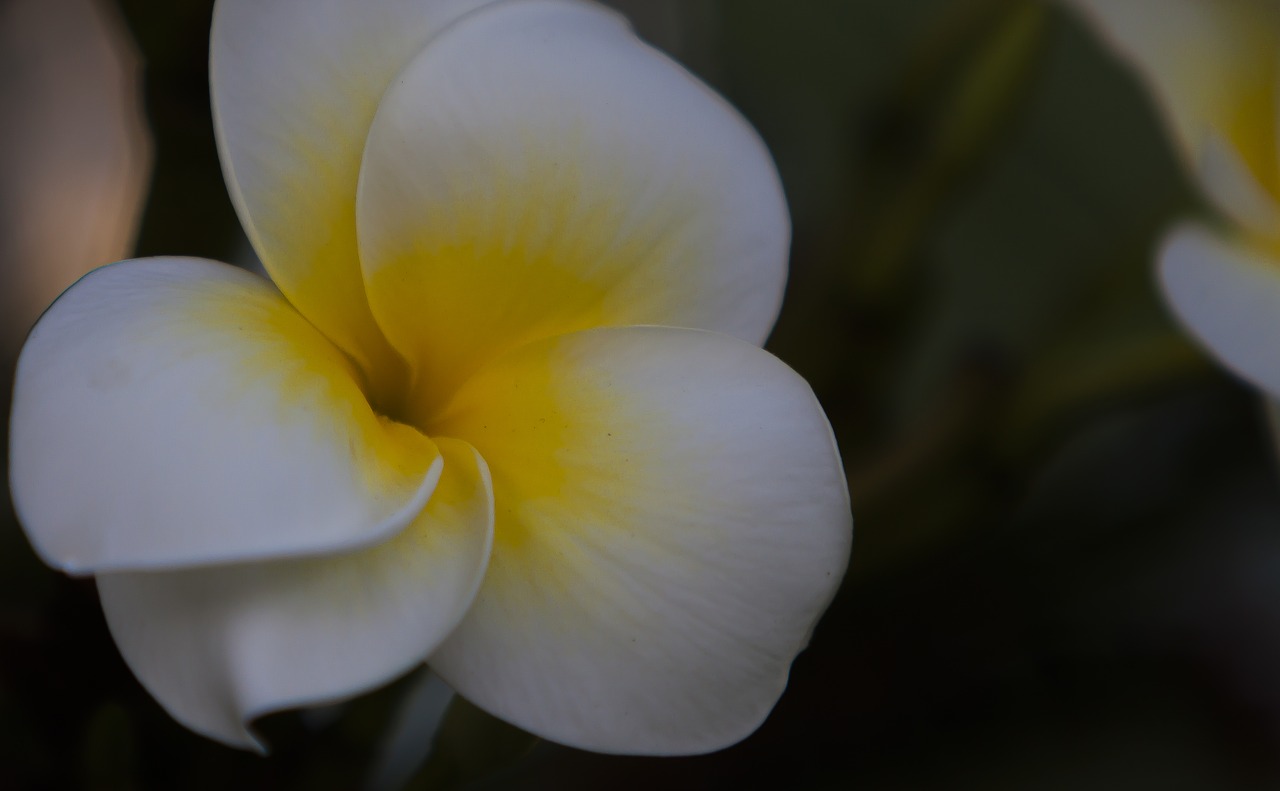 flower white flower plant free photo