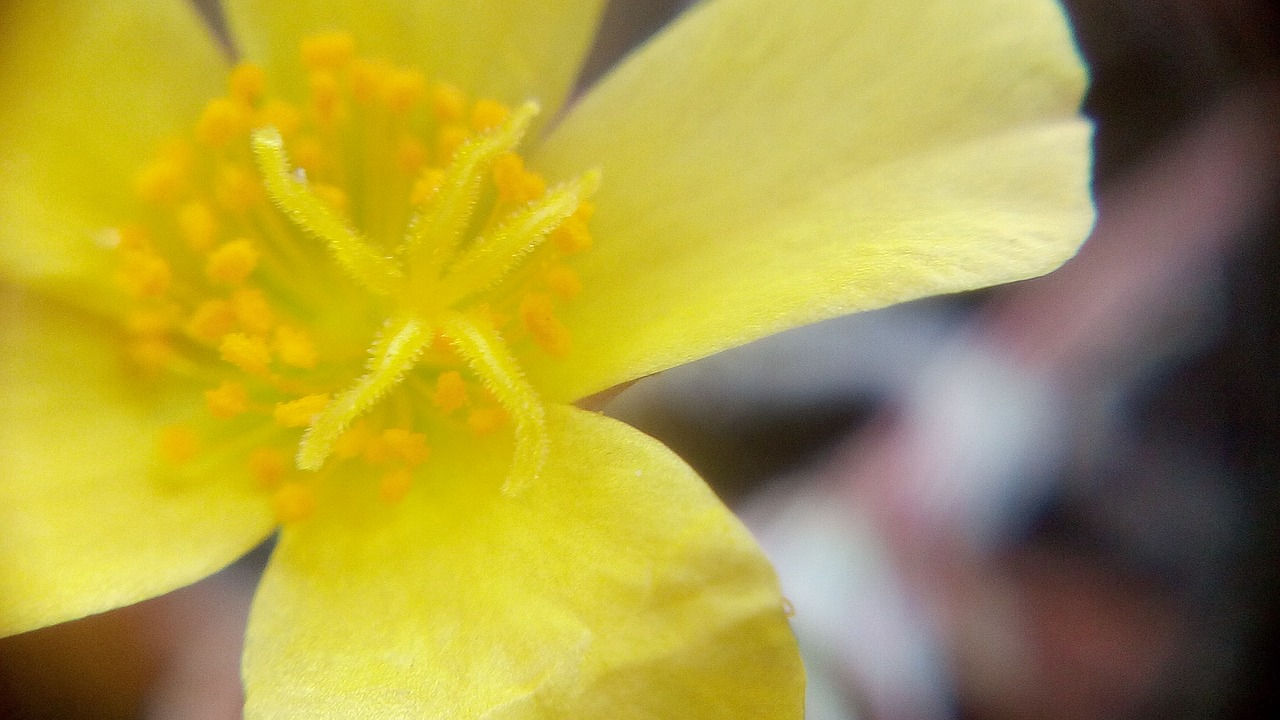 flower yellow yellow flower free photo