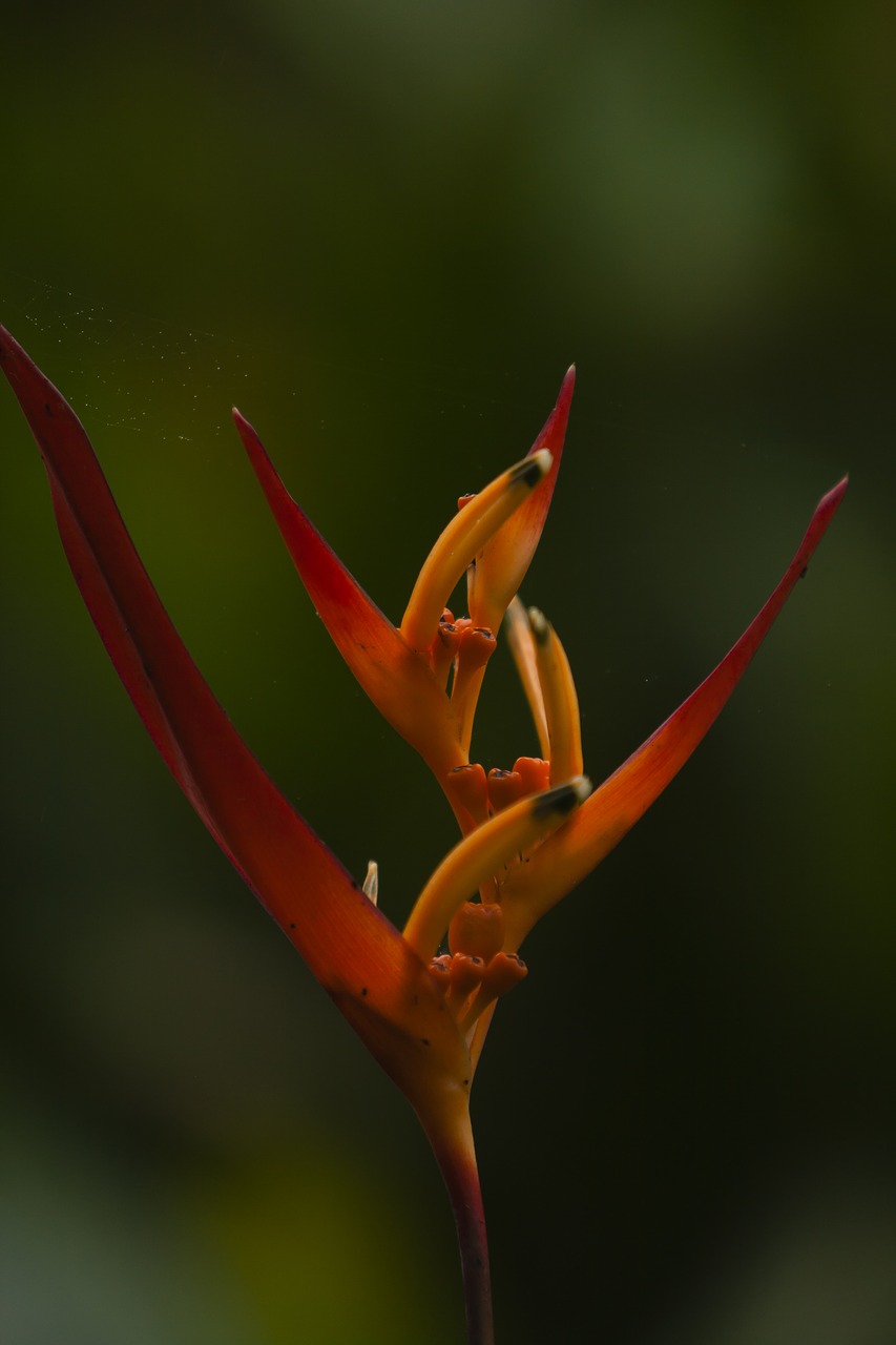 flower bromeliad nature free photo