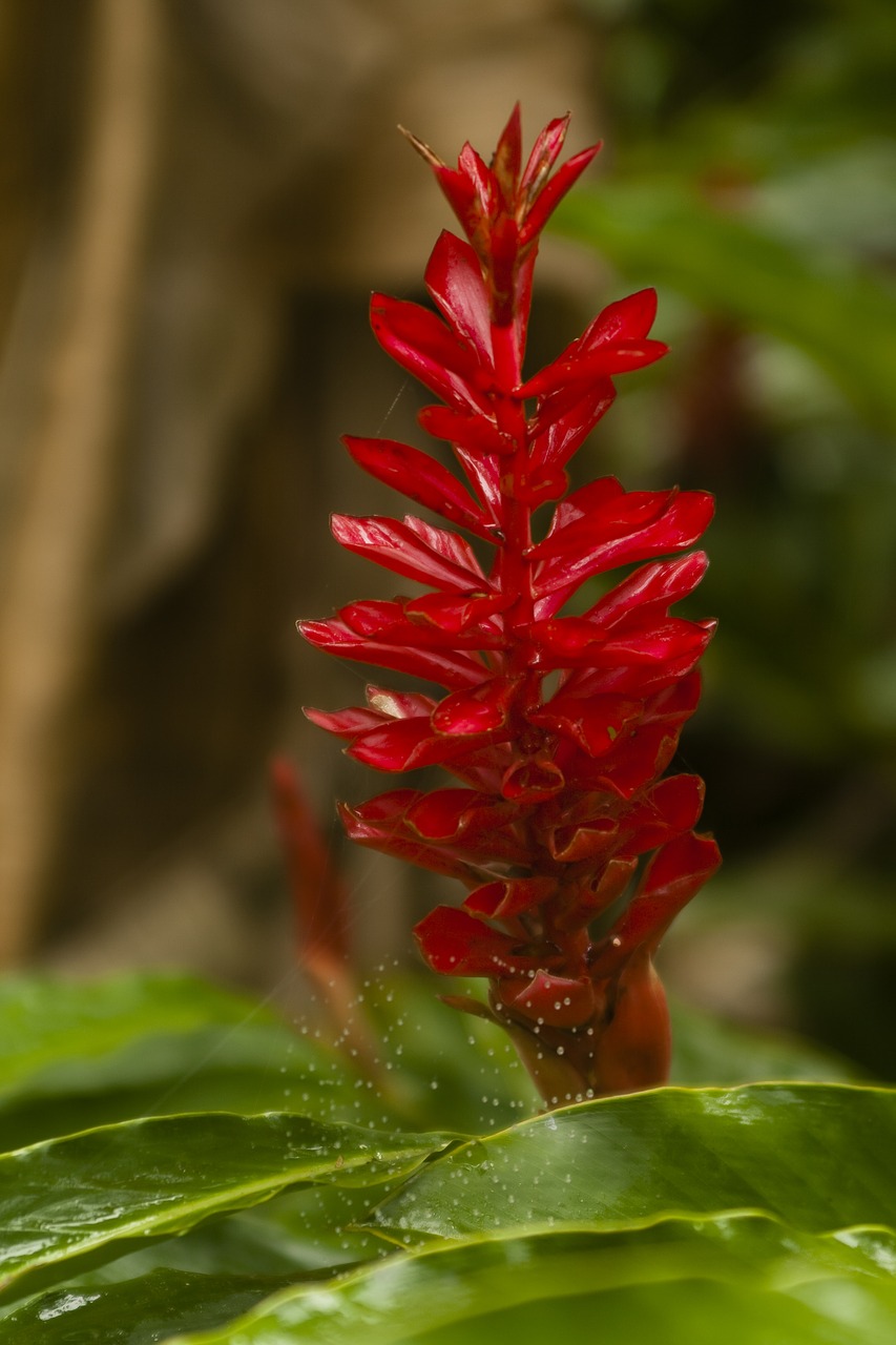 flower bromeliad spring free photo