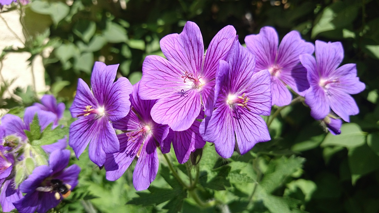 flower close blossom free photo