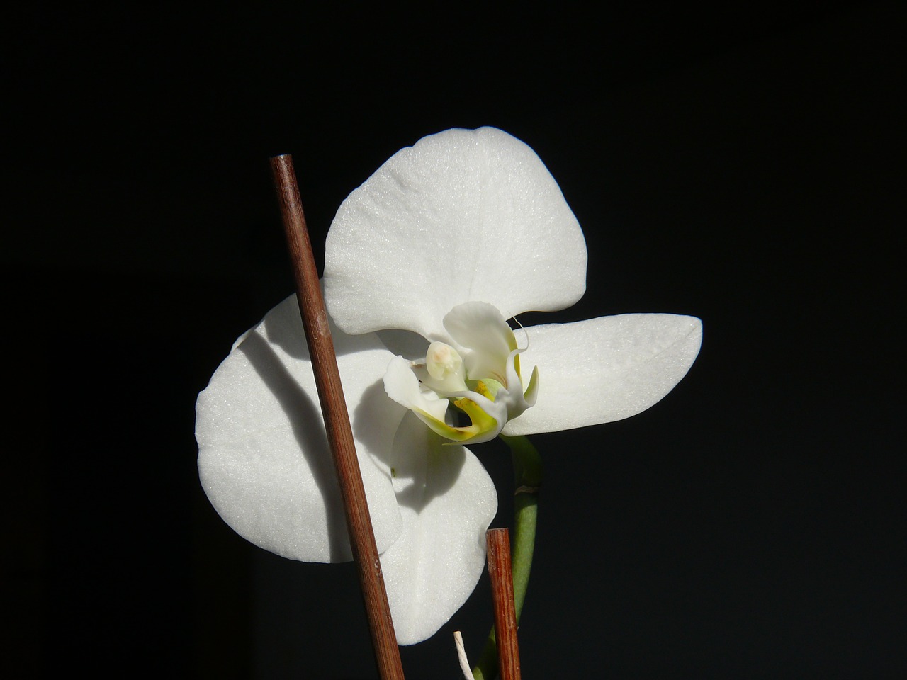 flower orchid blossom free photo