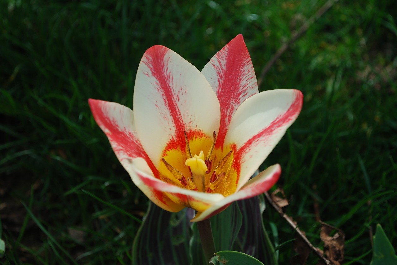 flower tulip garden free photo