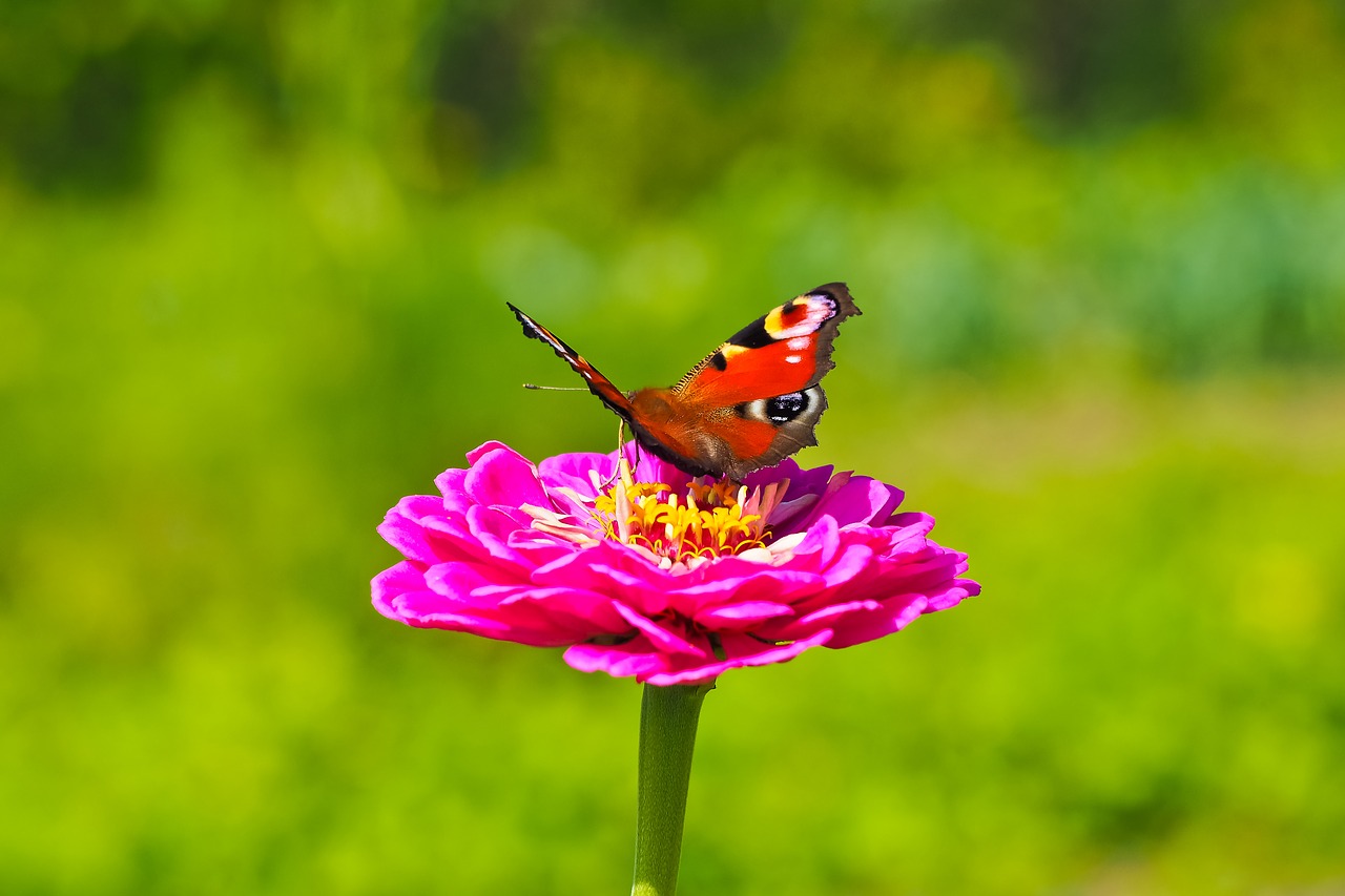 flower butterfly blossom free photo