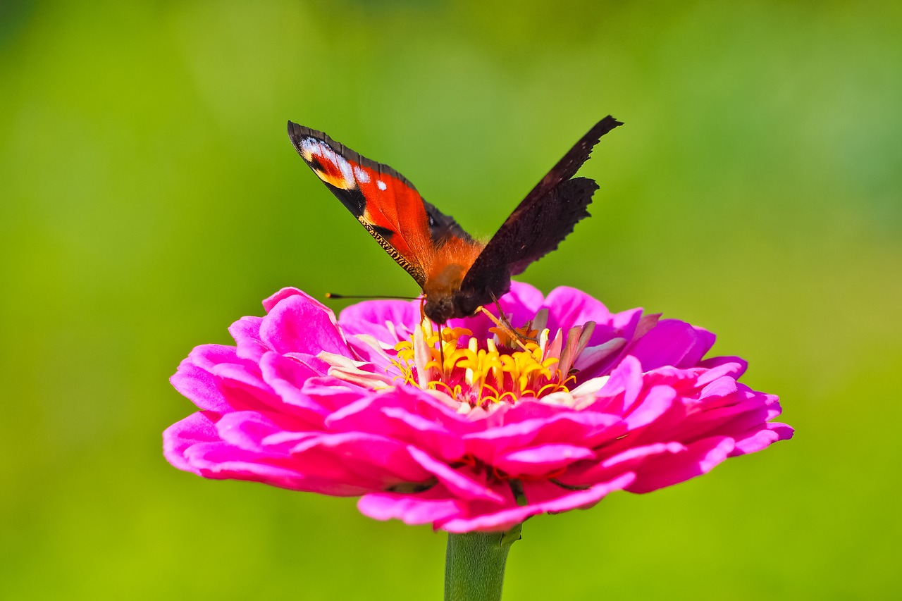 flower butterfly blossom free photo