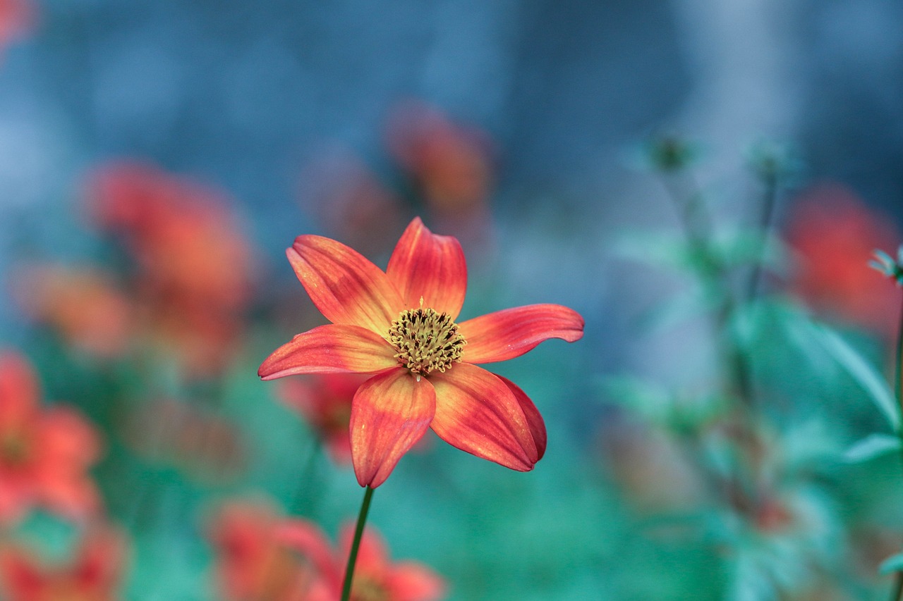 flower garden flower blossom free photo