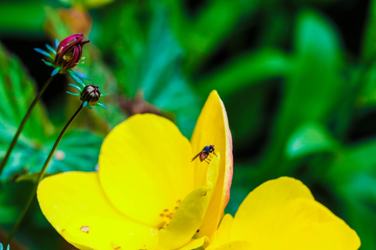 flower insect garden flower free photo