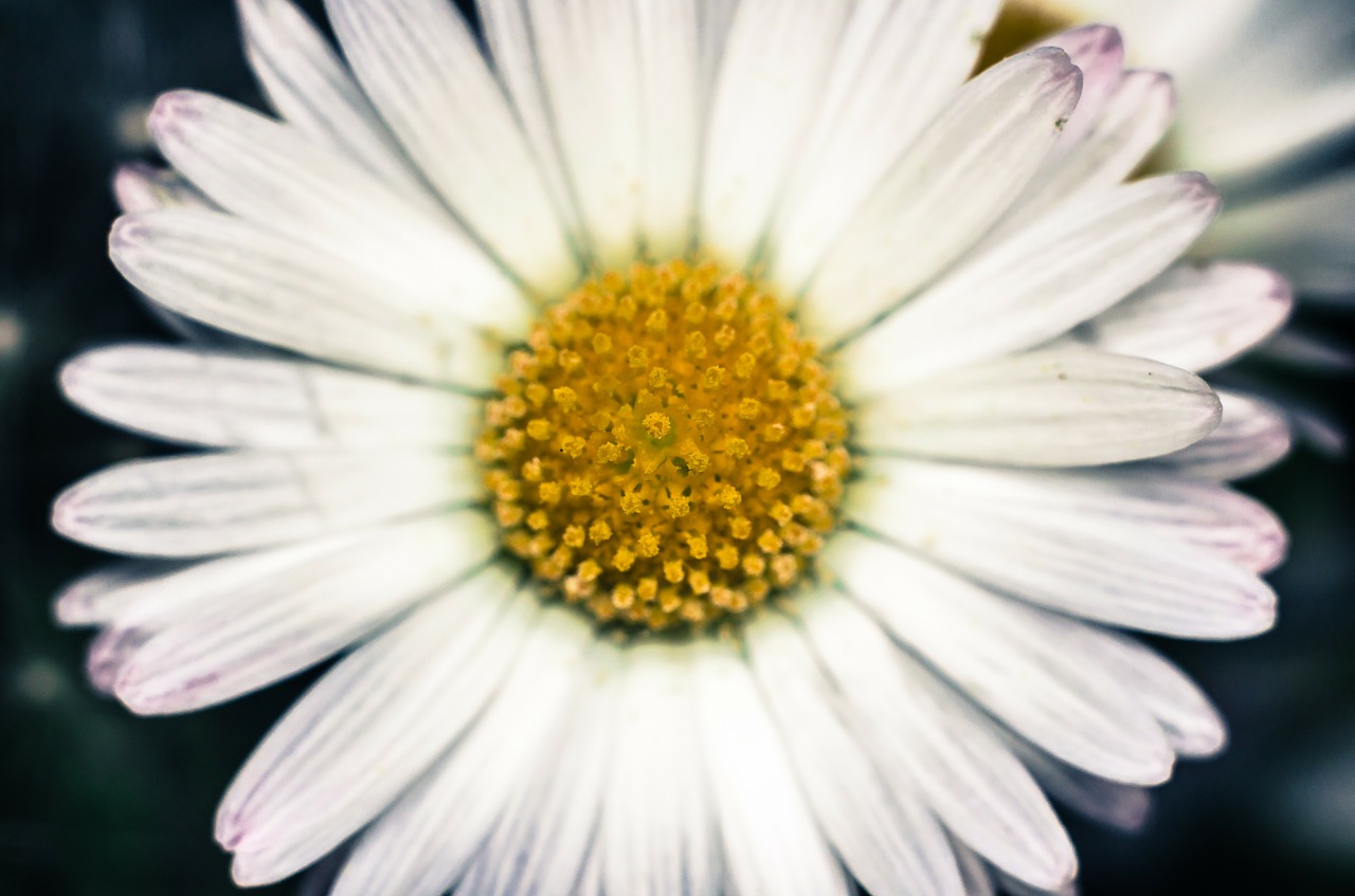 flower flowers daisy free photo