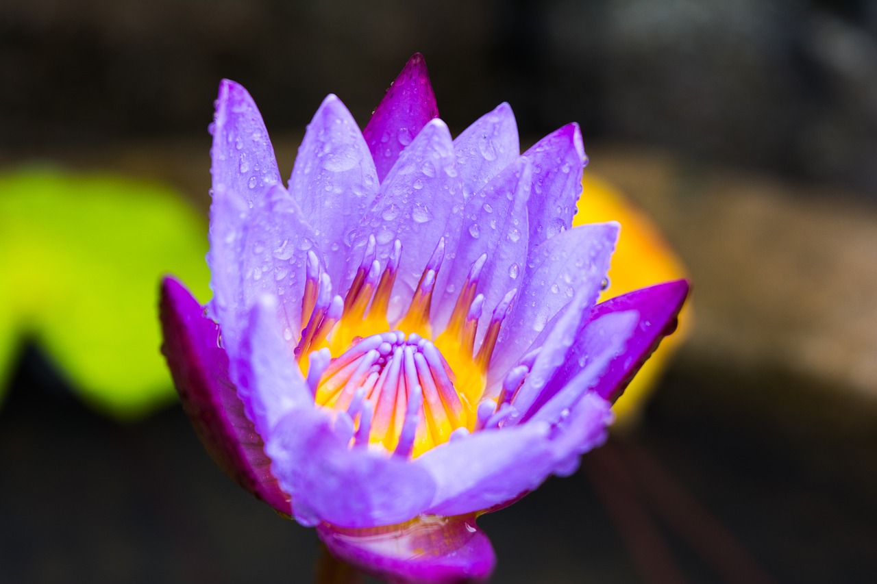 flower lotus natural free photo