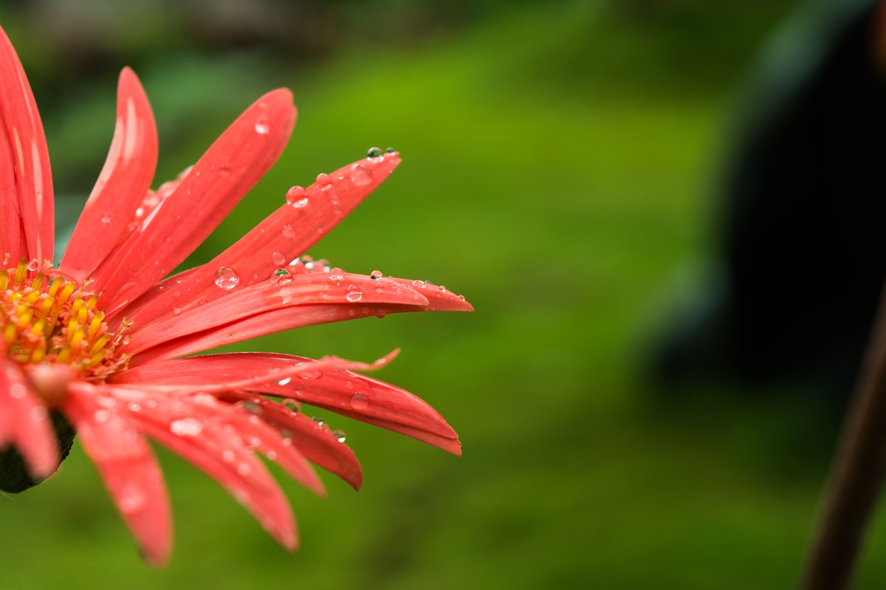 flower macro water drop on flower free photo