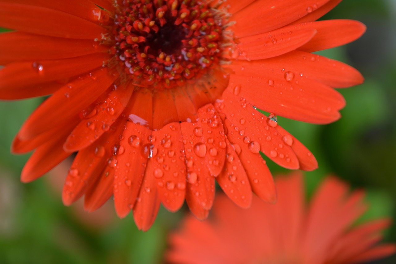 flower macro water drop on flower free photo