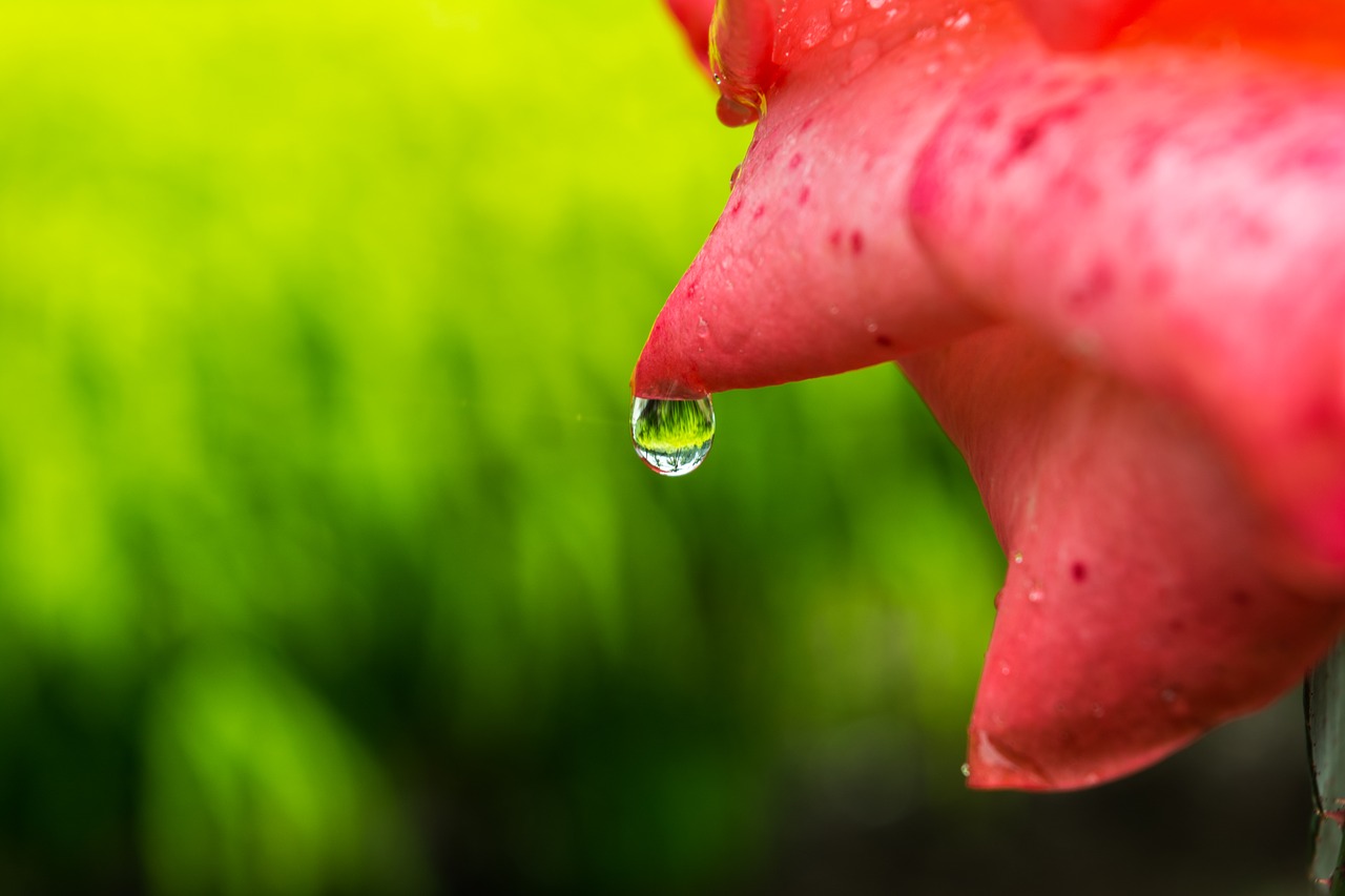 flower macro water drop on flower free photo