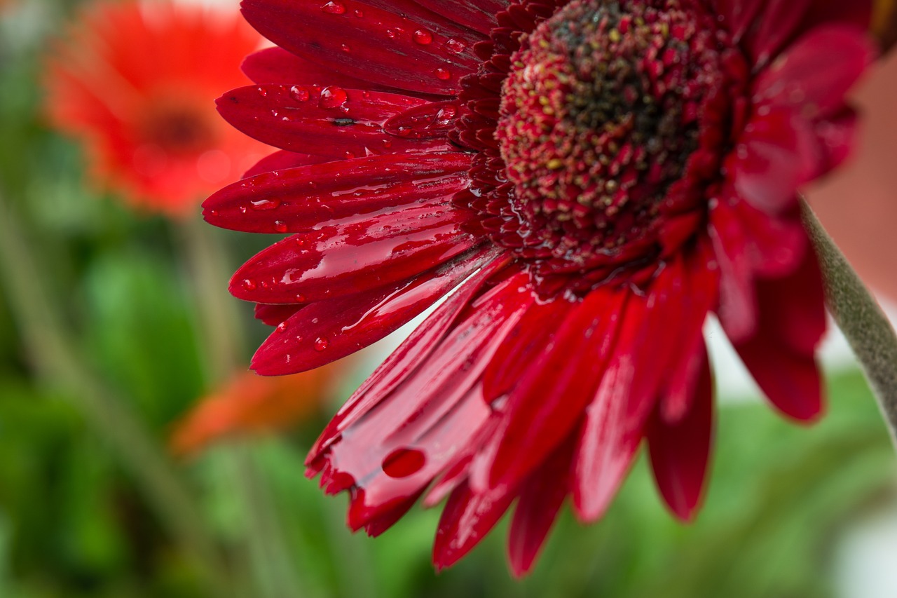 flower macro water drop on flower free photo