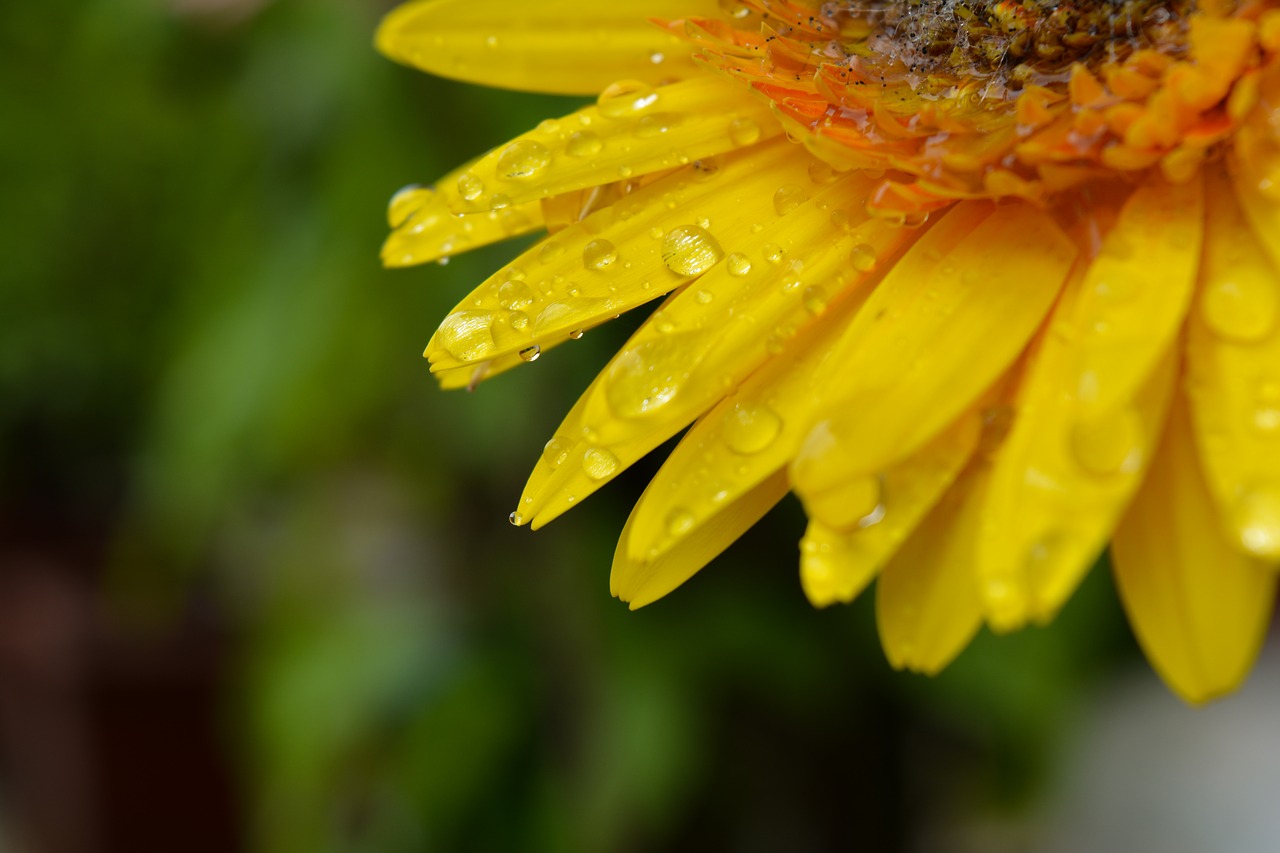 flower macro water drop on flower free photo