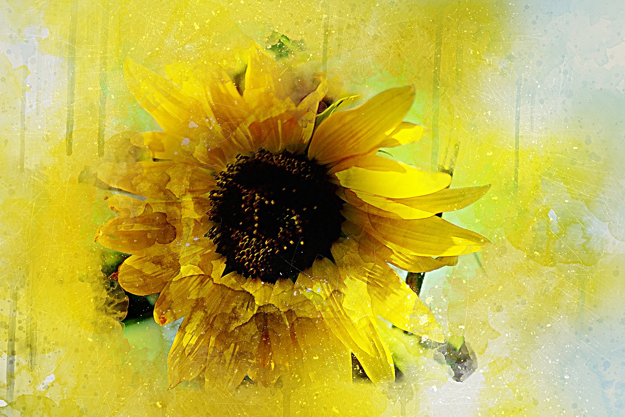 flower sunflower nature free photo