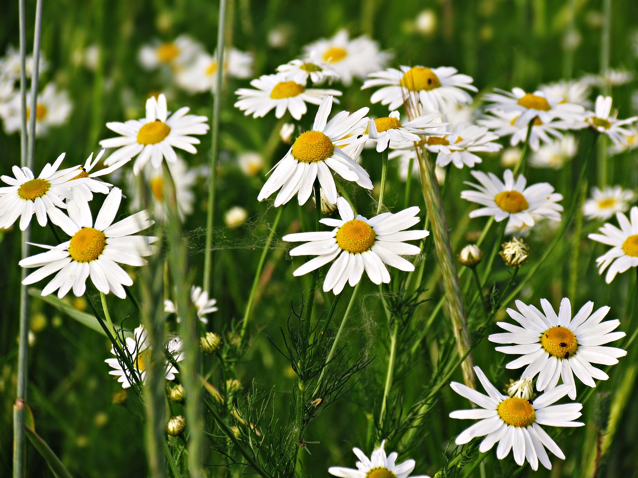 flower chamomile meadow free photo