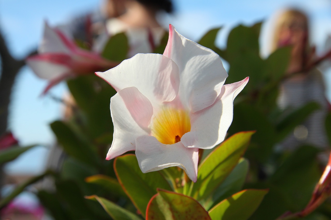 flower swamis spirituality free photo