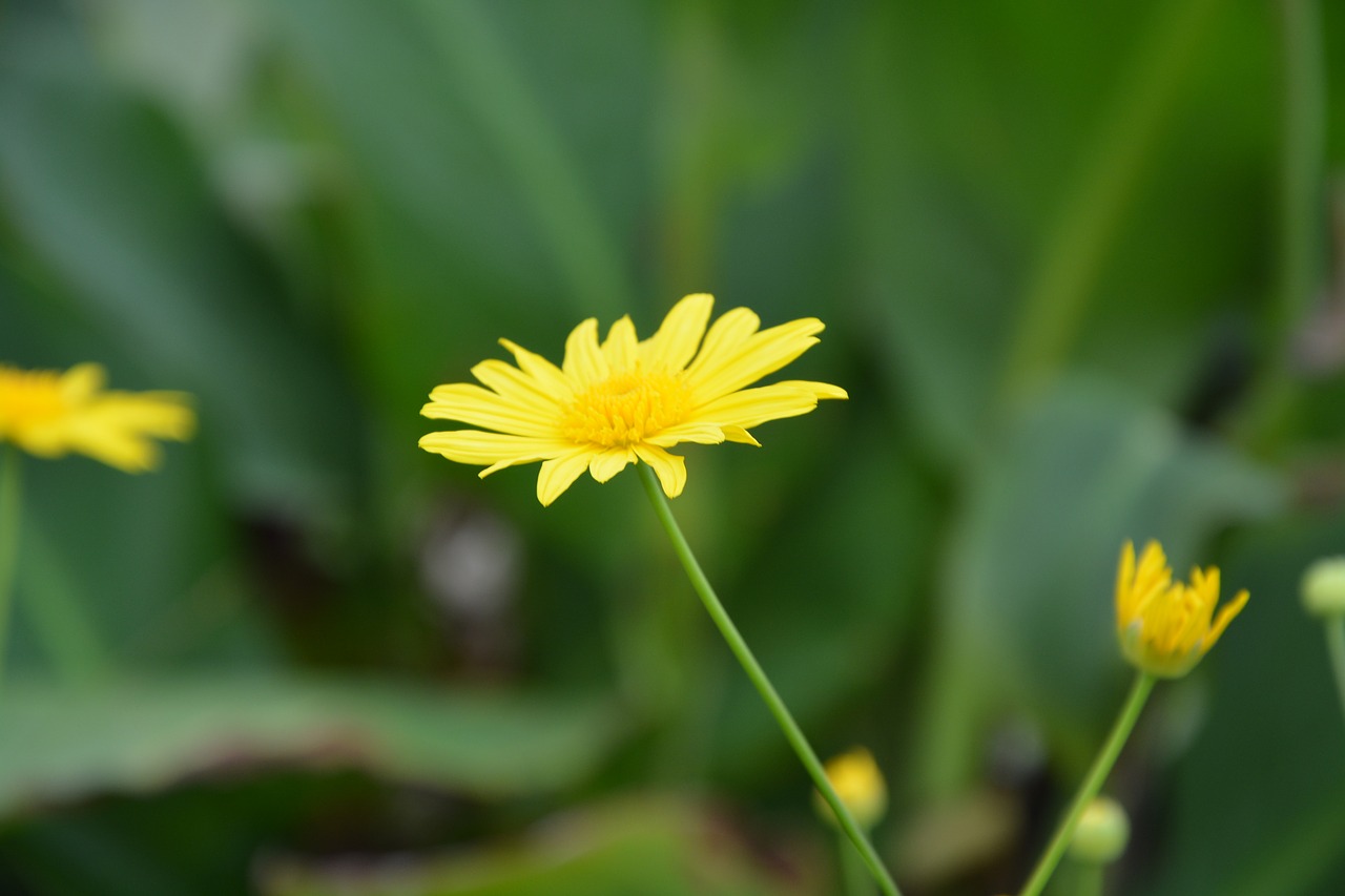 flower yellow flower petals free photo