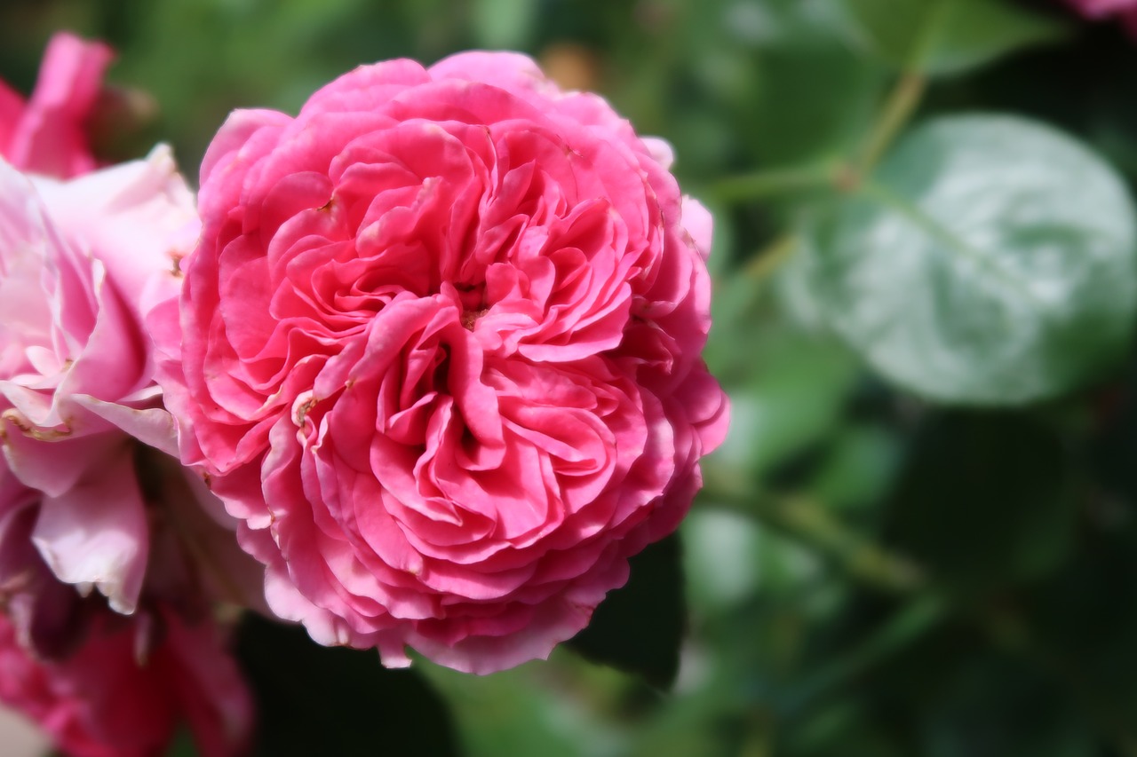 flower pink blossom free photo