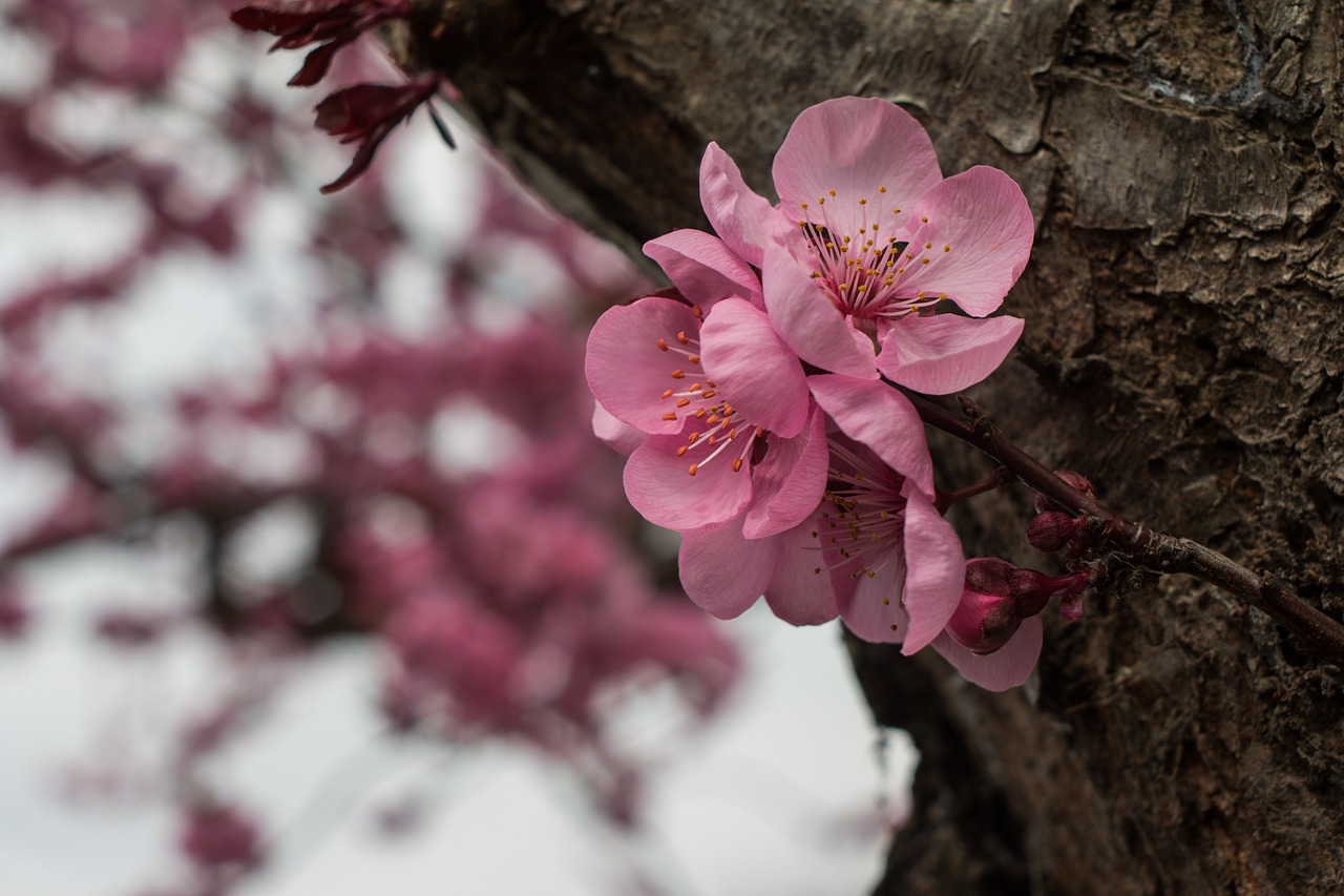 flower pink spring free photo