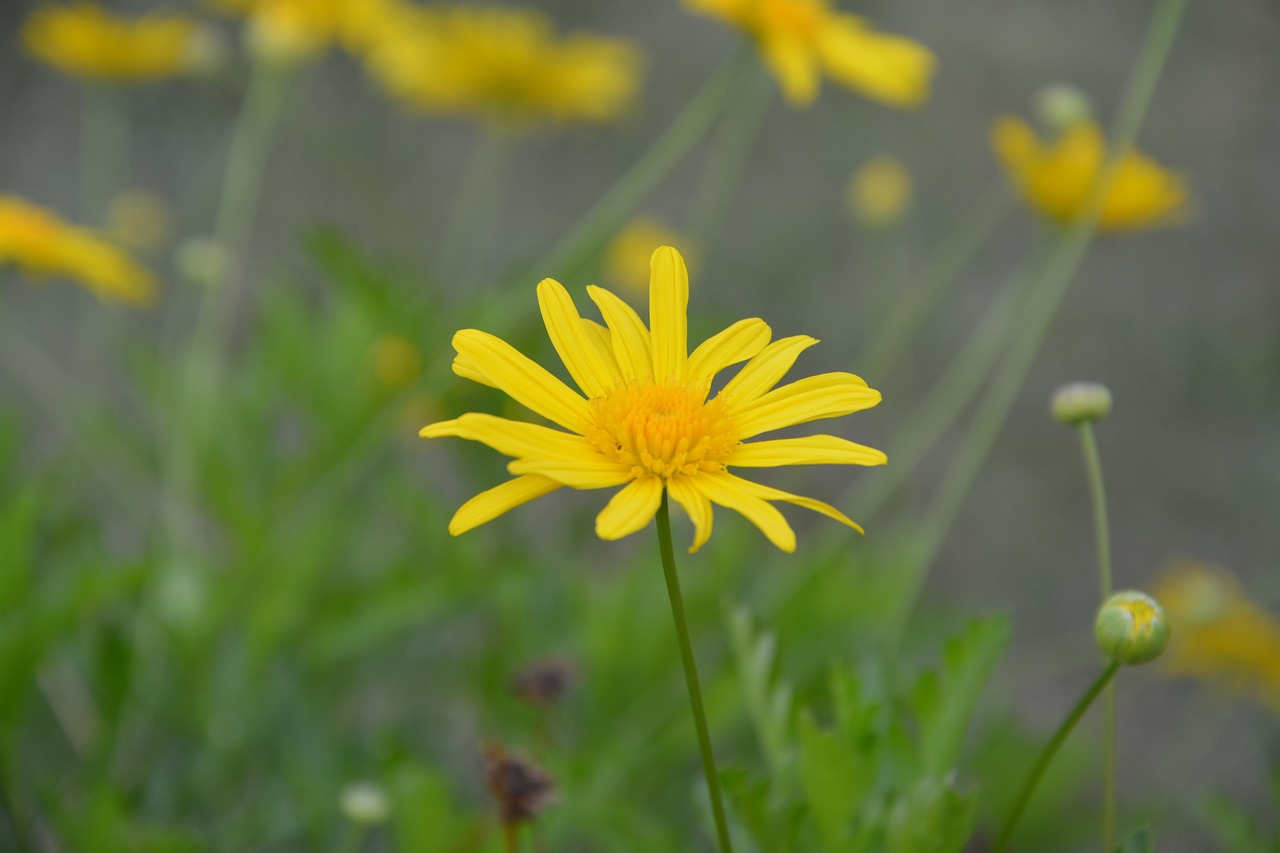 flower yellow daisy nature free photo