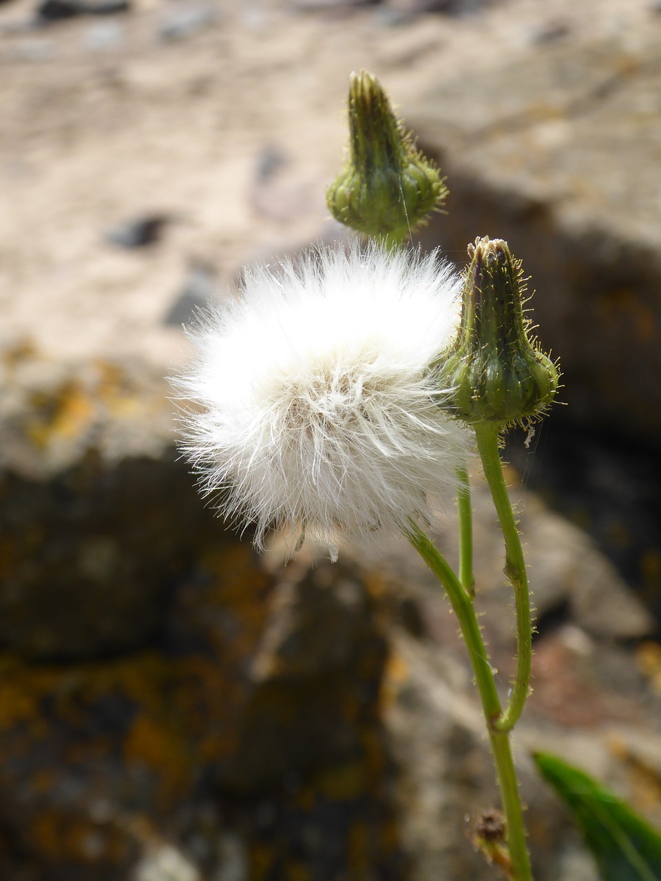 flower seeds plant free photo