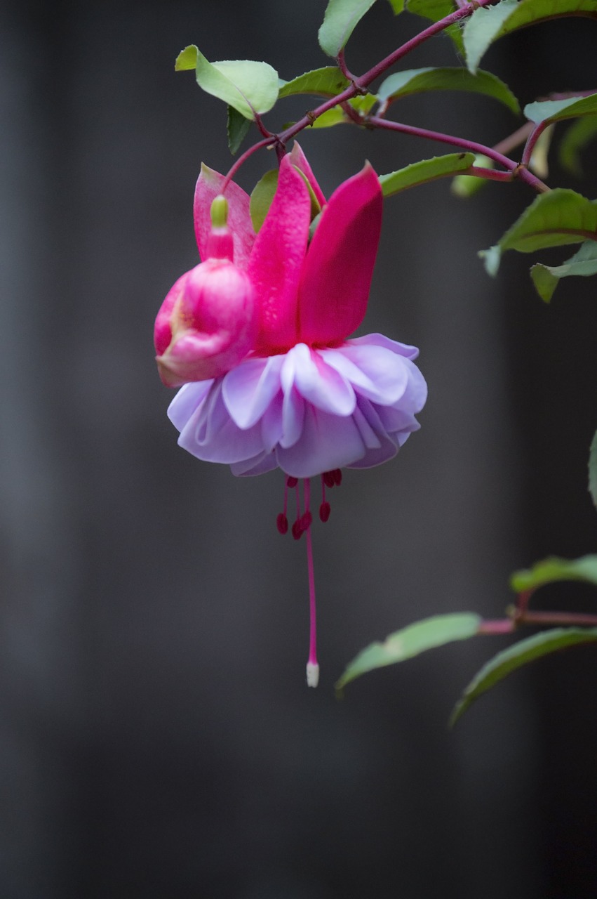 flower roses violet free photo