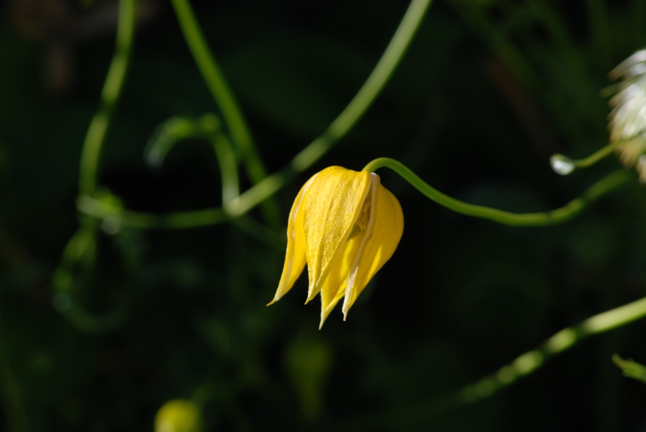 flower yellow plant free photo