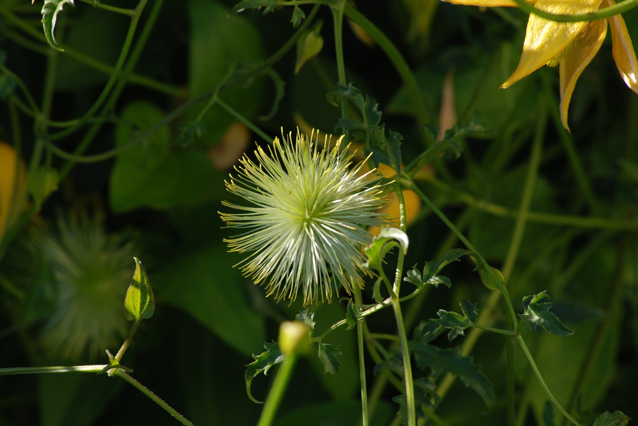 flower nature white free photo