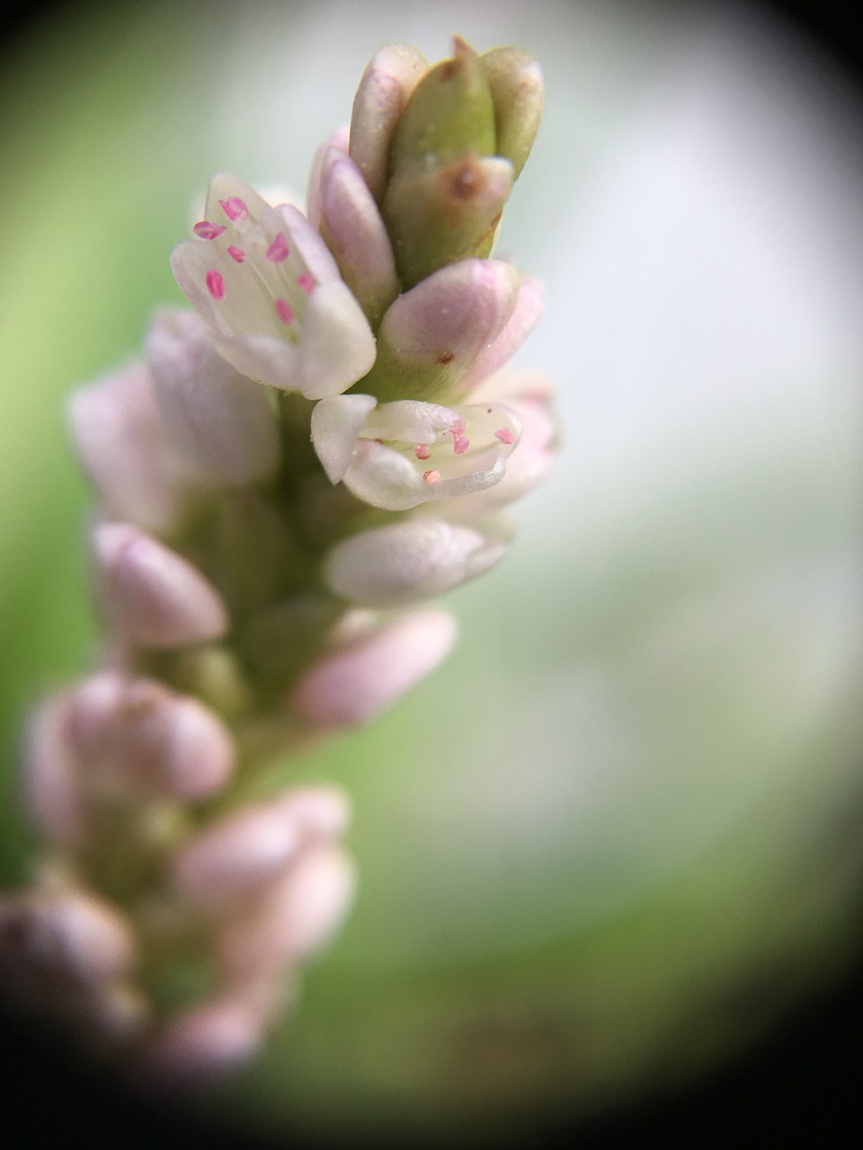 flower macro pink free photo