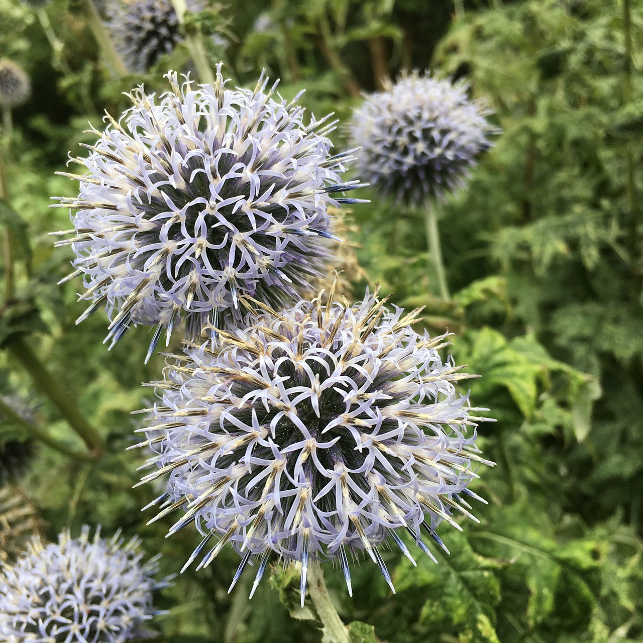 flower garden purple free photo