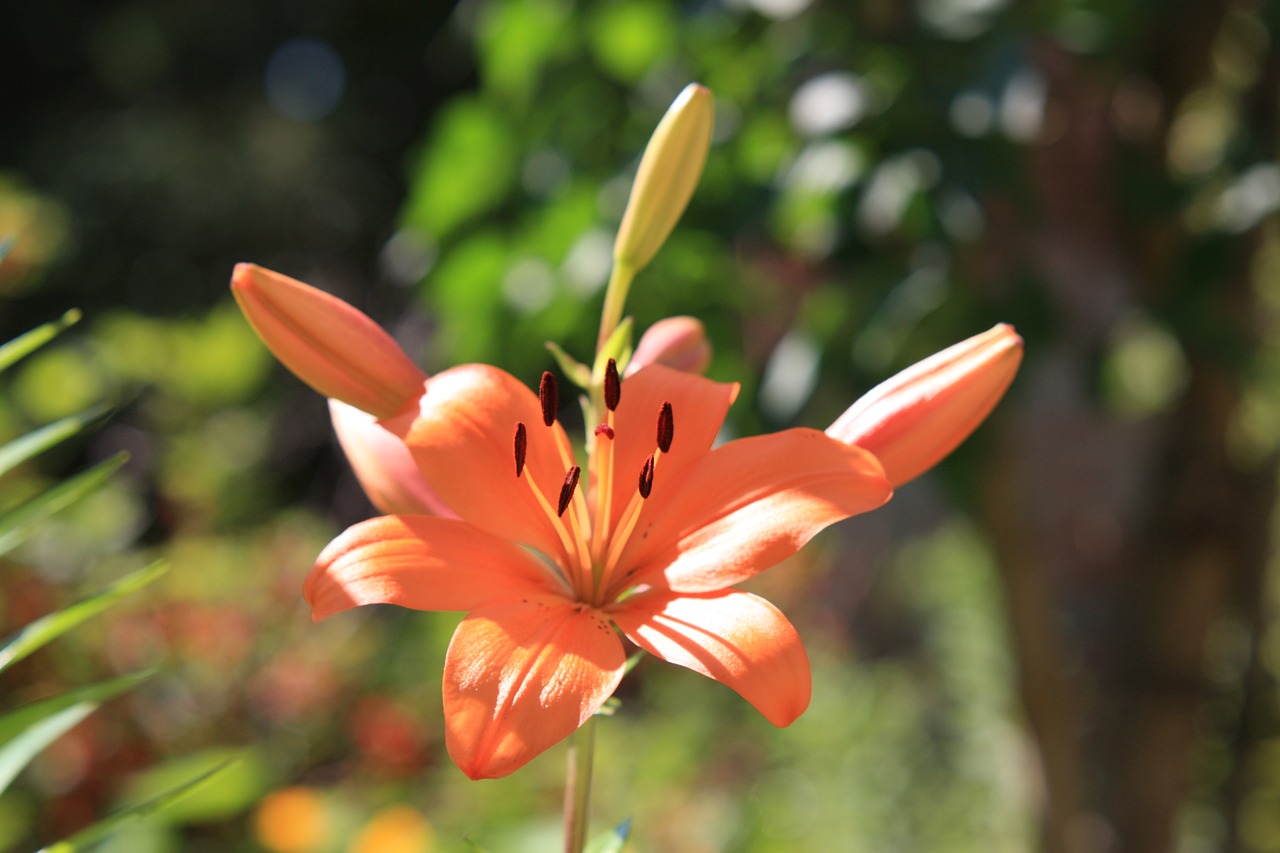 flower plant landscape free photo