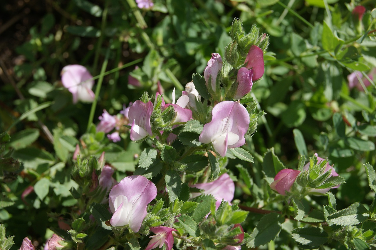 flower meadow nature free photo