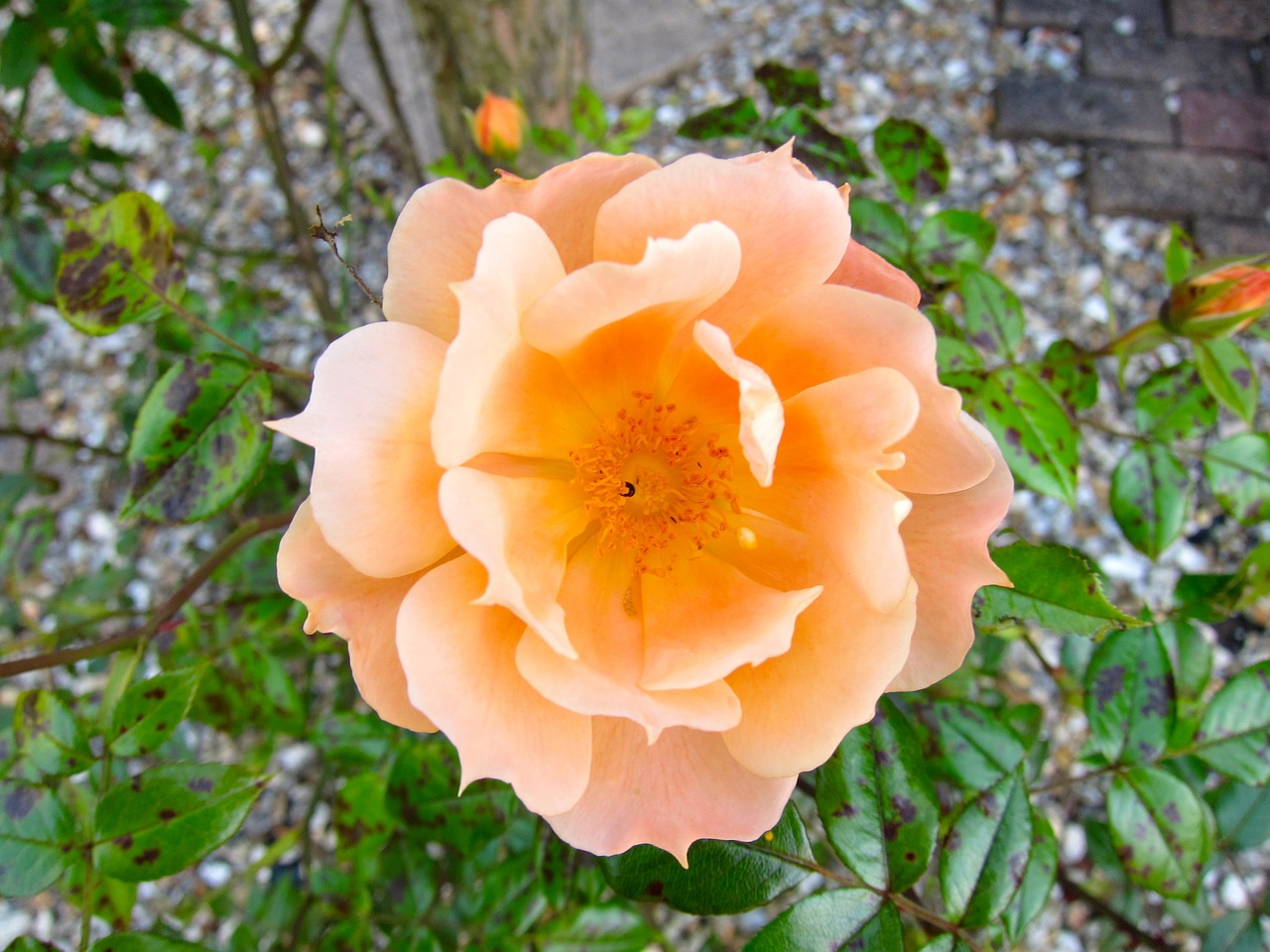 flower orange rose free photo