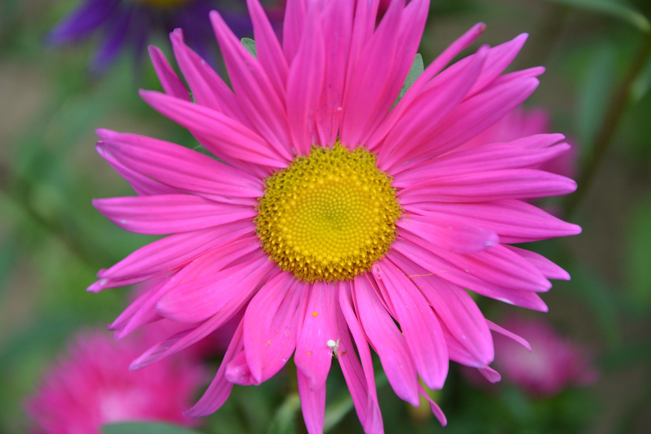 flower bright pink marguerite free photo