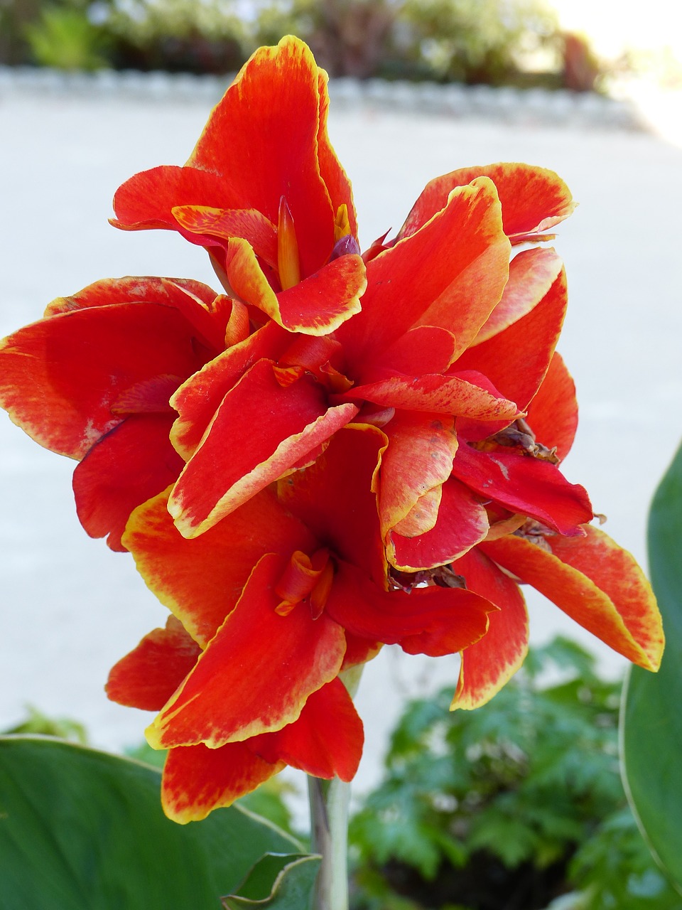 flower canna red free photo